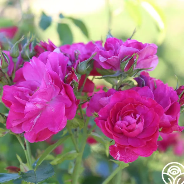 Heirloom Roses John Cabot New