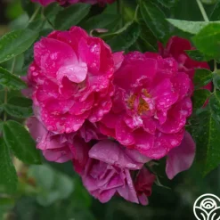 Heirloom Roses John Cabot New