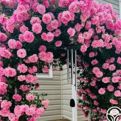 Heirloom Roses John Davis Discount