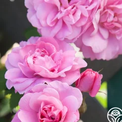 Heirloom Roses John Davis Discount