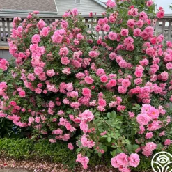 Heirloom Roses John Davis Discount