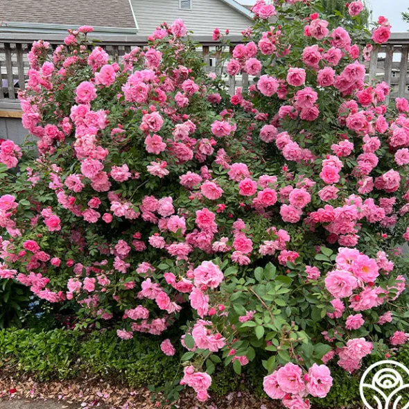 Heirloom Roses John Davis Discount