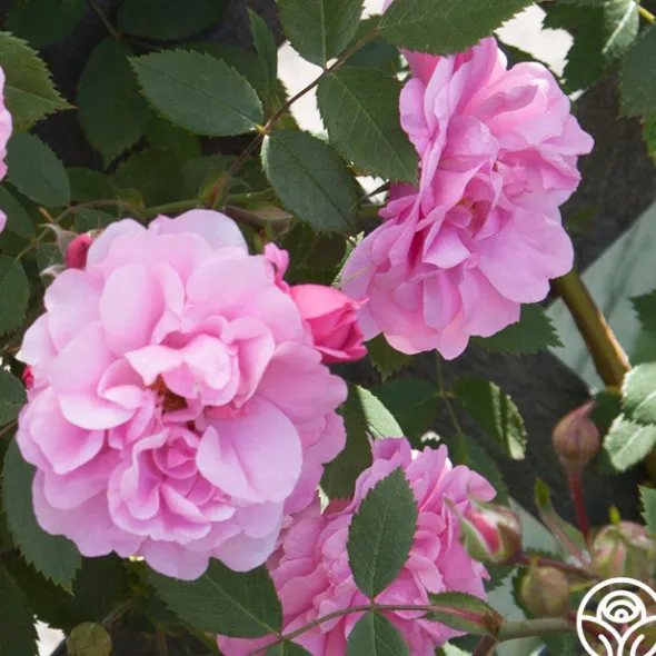 Heirloom Roses John Davis Discount