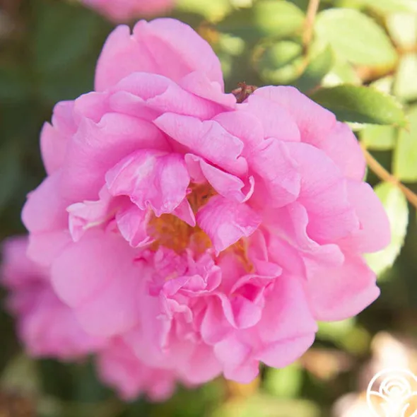 Heirloom Roses John Davis Discount