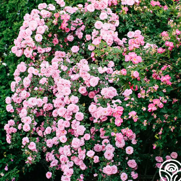 Heirloom Roses John Davis Discount