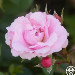 Heirloom Roses John Davis Discount