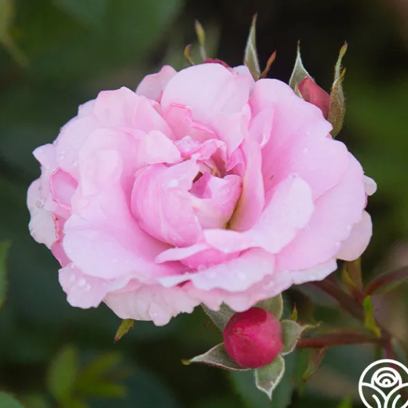 Heirloom Roses John Davis Discount