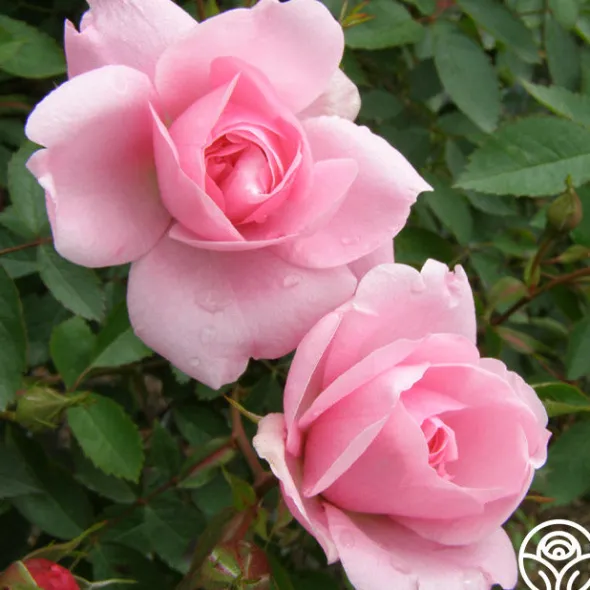 Heirloom Roses John Davis Discount