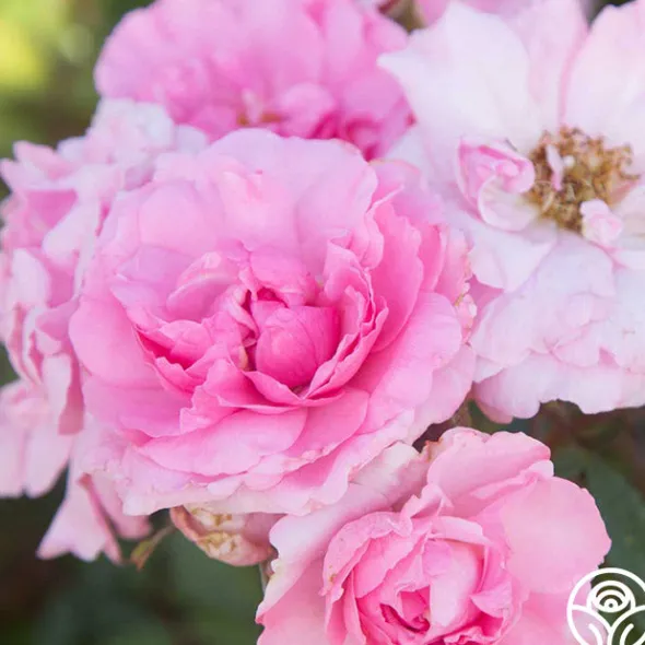 Heirloom Roses John Davis Discount