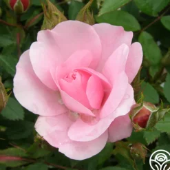 Heirloom Roses John Davis Discount