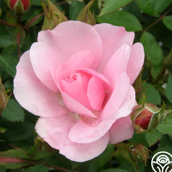 Heirloom Roses John Davis Discount