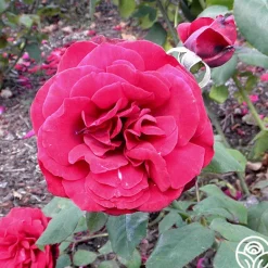 Heirloom Roses John S. Armstrong®