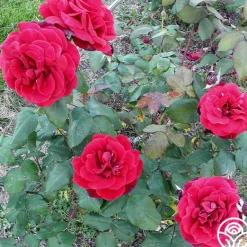 Heirloom Roses John S. Armstrong®