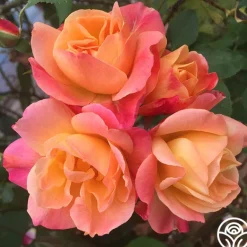 Heirloom Roses Joseph's Coat Discount