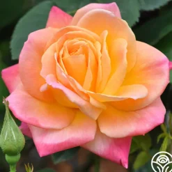 Heirloom Roses Joseph's Coat Discount