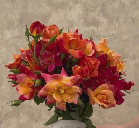 Heirloom Roses Joseph's Coat Discount
