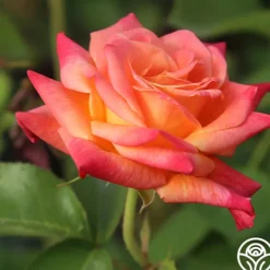Heirloom Roses Joseph's Coat Discount