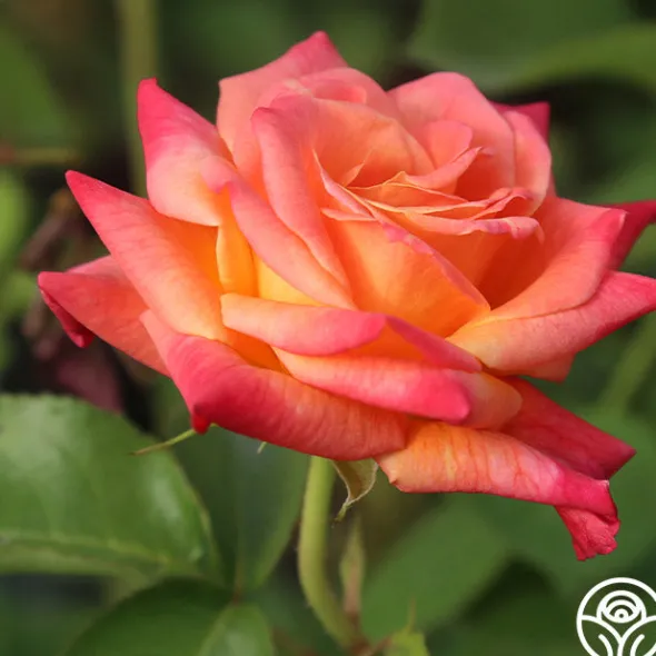 Heirloom Roses Joseph's Coat Discount