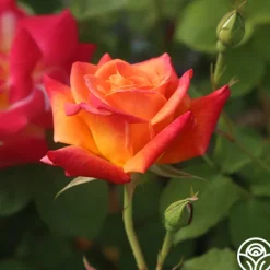 Heirloom Roses Joseph's Coat Discount