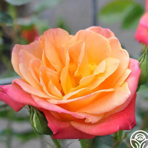 Heirloom Roses Joseph's Coat Discount