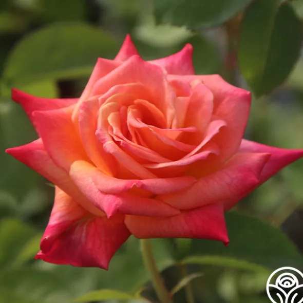 Heirloom Roses Joseph's Coat Discount