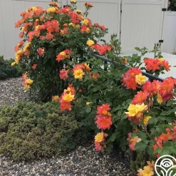 Heirloom Roses Joseph's Coat Discount