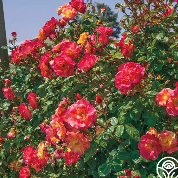 Heirloom Roses Joseph's Coat Discount