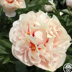 Heirloom Roses Joyful Romantic Discount