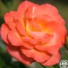 Heirloom Roses Joyfulness Clearance