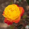 Heirloom Roses Judy Garland™ Outlet