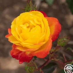 Heirloom Roses Judy Garland™ Outlet