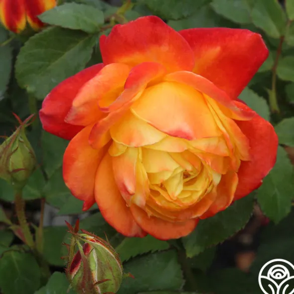 Heirloom Roses Judy Garland™ Outlet