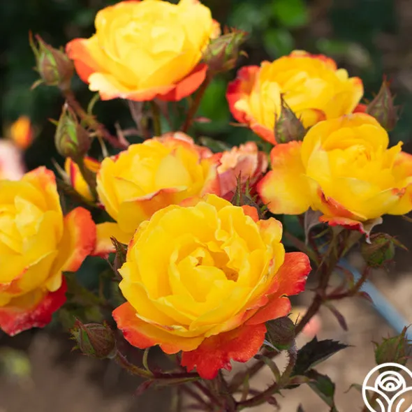 Heirloom Roses Judy Garland™ Outlet
