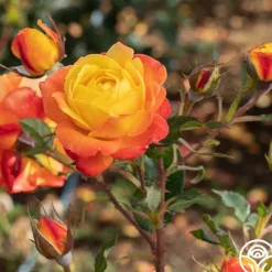 Heirloom Roses Judy Garland™ Outlet