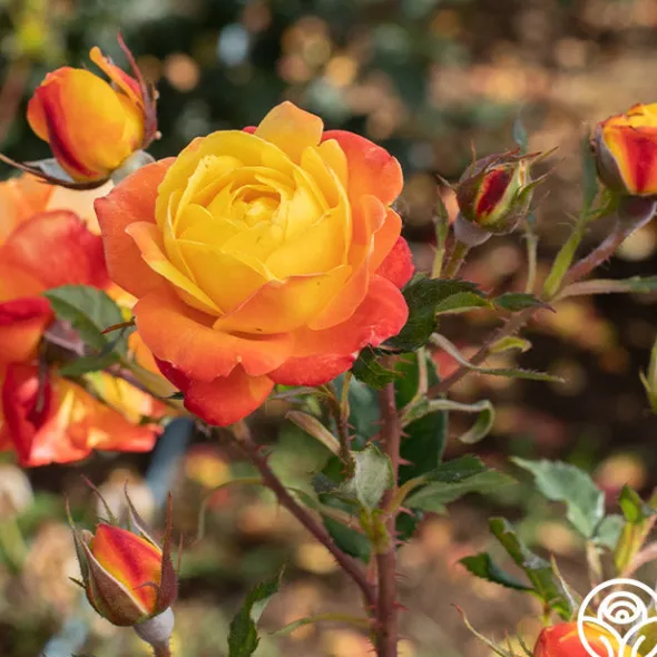 Heirloom Roses Judy Garland™ Outlet