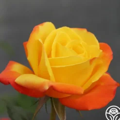 Heirloom Roses Judy Garland™ Outlet
