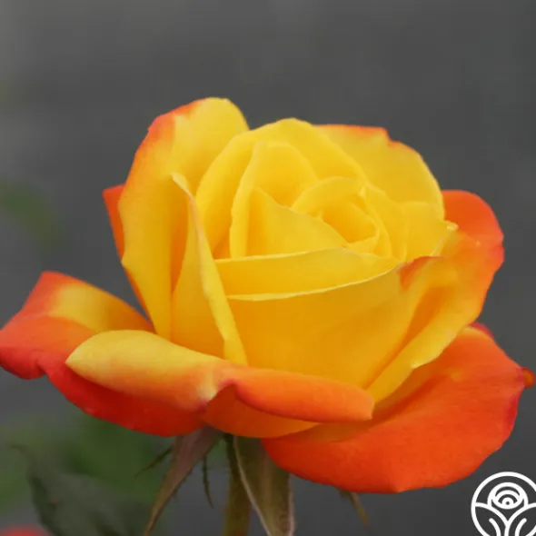 Heirloom Roses Judy Garland™ Outlet