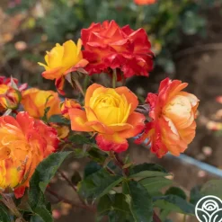 Heirloom Roses Judy Garland™ Outlet