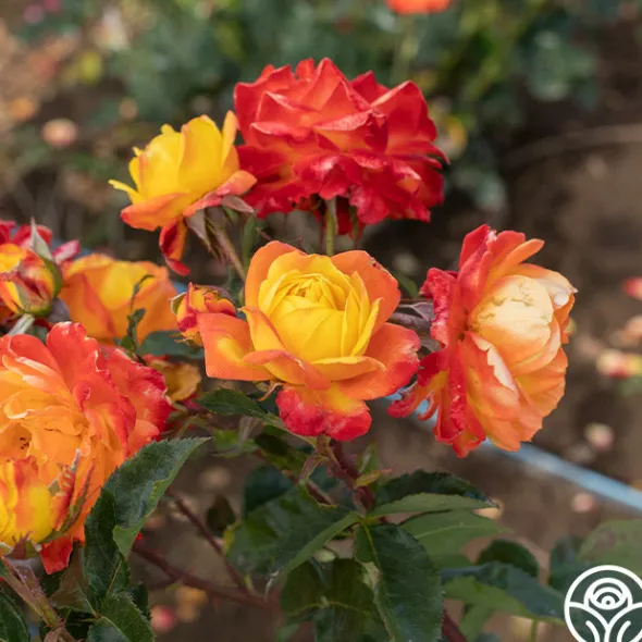 Heirloom Roses Judy Garland™ Outlet