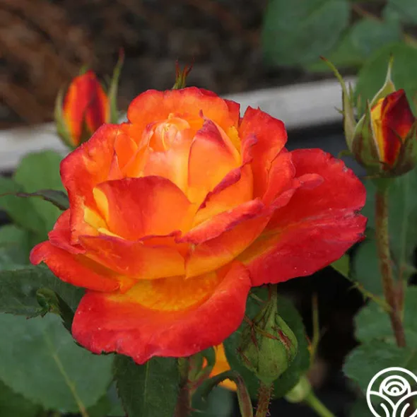 Heirloom Roses Judy Garland™ Outlet