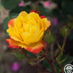 Heirloom Roses Judy Garland™ Outlet