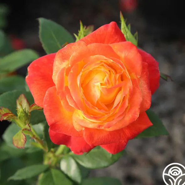 Heirloom Roses Judy Garland™ Outlet