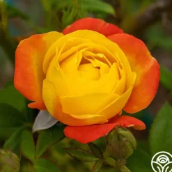 Heirloom Roses Judy Garland™ Outlet