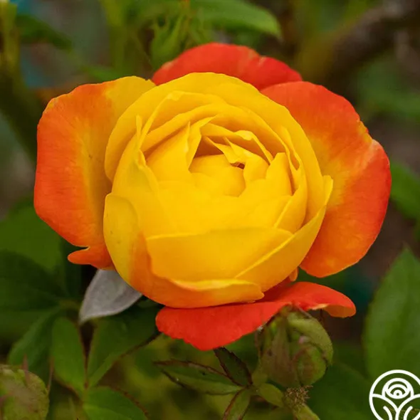Heirloom Roses Judy Garland™ Outlet