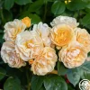 Heirloom Roses Julia Child™ Hot