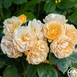 Heirloom Roses Julia Child™ Hot
