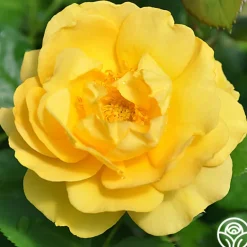 Heirloom Roses Julia Child™ Hot