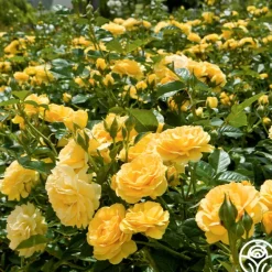 Heirloom Roses Julia Child™ Hot