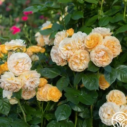 Heirloom Roses Julia Child™ Hot