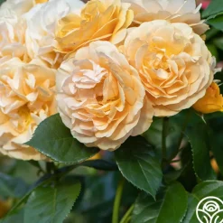 Heirloom Roses Julia Child™ Hot
